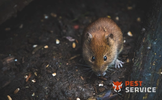 Дератизация в Ижевске
